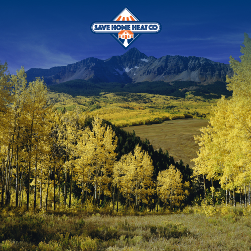 fall colors on aspen trees by telluride