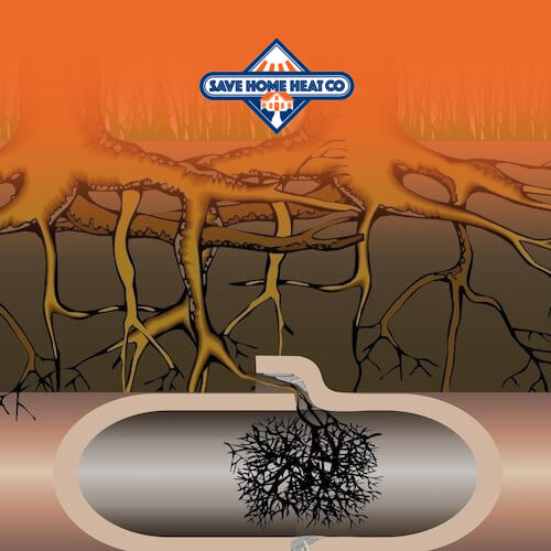Tree roots in sewer line - Save Home Heat